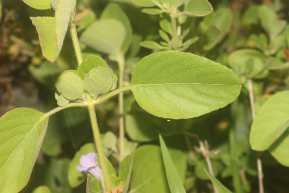 Ruellia patula Jacq.